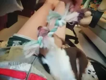 Cuerda de hueso trenzado duradera para mascotas, 1 Uds., Algodón Doble para perros y cachorros, juguetes suministros para mascotas, Color aleatorio