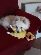 Pollo chillando juguetes para mascotas y perros sonido chillón divertido juguete de felpa masticar perros pequeños medianos juguetes interactivos de pana