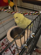 Tazas de alimentación de aves con abrazadera, jaula de loro, Bol colgante, plato de acero inoxidable para Gallinero