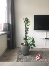 Planta colgante artificial, mata de 90cm con hojas verdes de hiedra y parra para la decoración del hogar, el jardín y fiestas