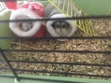 Pet-Cage Hamster-Accessories House Small Animal Warm Rat/hedgehog Winter Nest Cotton