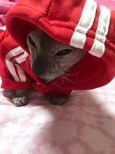 Suéter con capucha Para gato, Ropa cálida Para mascotas, Para gatos, Sphinx, satten, Ropa Para gatos, Kedi, Giyim, productos Para mascotas