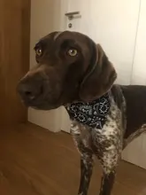 Bandana Triangular ajustable para mascotas, pañuelo de gato, Bandana, Collar, baberos, cuello de gato, decoración para ropa, fiesta de cumpleaños, lavable, S/M/L