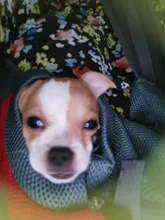 Pouch Pet-Dog-Carrier Handbag Cats-Sling-Bag Breathablemesh Outdoor Fashion Splicing