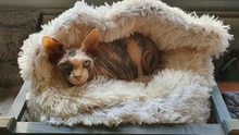 Cama de felpa redonda para mascotas nido de gato semicerrado para Comodidad para dormir profunda en invierno, cama para gatos, pequeña esterilla, cesta, perrera suave, novedad