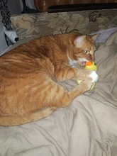 De calamar juguete de perro de mascota de peluche de juguete de masticar cachorro prensa sonido de chirrido juguetes para perros varios juguetes