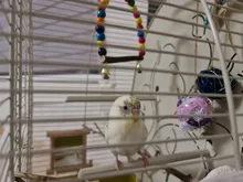 Columpio de madera Natural para loros, jaula colgante para mascotas con cuentas de colores, suministros para pájaros, campanas, juguetes, 1 unidad