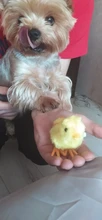 Juguetes para niños, relleno de medias de pollito de cuerda mecánica, juguetes pequeños de animales para niños, regalos
