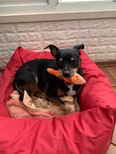 Juguete de mordida de perro para mascotas, mordedor de peluche para perros, Chihuahua, Yorkie, juguete para mascotas con sonido, entrenamiento interactivo, producto para mascotas