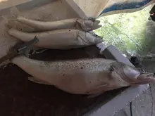 Female Thread Connector Pipe-Fitting-Adapter Coupler Tee-Type Brass Water-Fuel BSP 3-Way