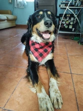 Pañuelo clásico a cuadros para perros y gatos, accesorios para el cuidado de mascotas, bufanda pañoleta, toalla de Saliva