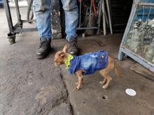 Chaleco vaquero de primavera para perros pequeños, ropa de Tzu para perros Yorkshire Terrier, ropa estilo vaquero para cachorros, chaqueta para Chihuahua, ropa para gatos