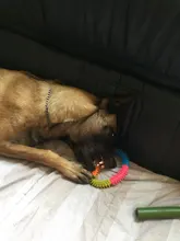 Anillo de espina Multicolor de goma TPR, juguete para mascotas, gato y perro, calidad Molar, juguete ambiental para gatos y perros