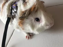 Harness-Vest Mice Hamster Guinea-Pig Chinchilla Ferret Leash-Set Animal-Accessorie Adjustable