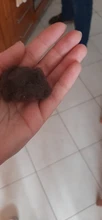 Guante para gato, guante para el cuidado del gato, guante para mascotas, cepillo para el pelo del perro, cepillo para quitar el pelo del perro, guantes de masaje de peines para limpieza del perro