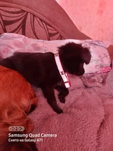 Collar de perro de alta calidad, anillo de tracción de gato de tamaño ajustable, dureza reflectante nocturna, suministros para caminar al aire libre para mascotas, S/M/L/XL