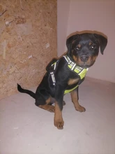 De Nylon reflectante perro arnés sin tirones ajustable mediano grande perro travieso Chaleco de seguridad Vehicular plomo caminar correr