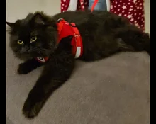 Arnés para perro o gato, chaleco reflectante ajustable para caminar, correa de plomo para cachorros pequeños y medianos, productos para mascotas