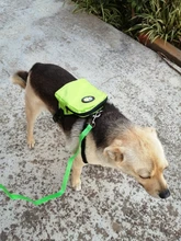 Mochila de nailon de colores para Gato, mochila multifunción con arnés y correa para perros pequeños