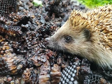 Zipchip-Mini discos voladores flexibles de bolsillo para juego exterior, Disco volador de varios colores, para juego de lanzar y atrapar disco, frisbee