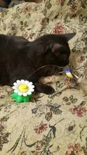 Lindo eléctrico rotatorio de mariposa pájaro perro gato gracioso juguetes juguete para rascar para gato pequeño perro gatos de inteligencia que contengan