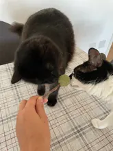 Productos para mascotas Gato juguetes hierba gatera Natural Lollipop forma mascotas Molar dientes juguete del gato Navidad Año nuevo regalo