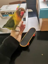 Bird-Toys Bird-Accessories Cockatiel Parrot-Stand Skateboard Parakeet Budgies Traning