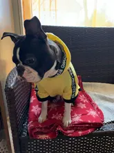 Puppy-Outfit Dogs-Clothing Chihuahua Dog Hoodie Pets Spring Small Fashion Medium