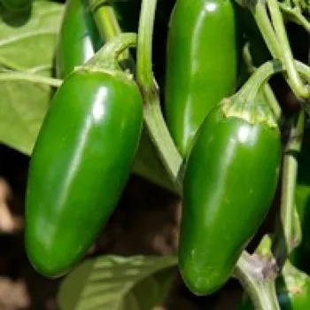 COYAME F1 Jalapeno Biber Tohumu 1000 Adet
COYAME F1 Jalapeno Biber Tohumu 1000 Adet