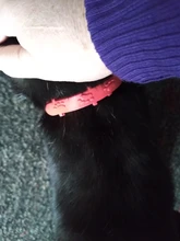 1pc gato ajustable Collar de pulgas y garrapatas prevención Collar de Control de plagas proteger de pulgas asesino accesorios Collar mascotas