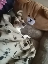 House Dogs-Blanket Dog-Bed Small Removable-Cover Pet Warming Soft Winter Cartoon