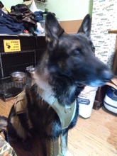 Dog-Vest Pet-Training-Vest Military-Working Tactical Dogs Strong-Dog Large with Handle