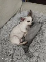 Cama de peluche larga rectangular para perro, antideslizante, botón cálido, cojín para cachorro de invierno, alfombra mascota suministros para perro pequeño, mediano y grande