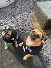 Dog Coat Jacket Pet-Dog-Clothes Down French-Bulldog Chihuahua Winter Fashion Small Medium-Sized