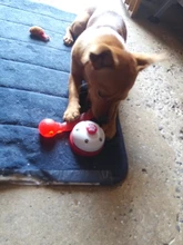 Juguetes de perro de juguete goma para perros, divertidos juegos interactivos, chupete, hueso, cachorro, accesorios para perros, limpieza resistente a mordeduras