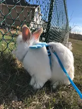 Conjunto de arnés y correa de Gato de Ángel para perros y gatos pequeños, correas ajustables de 10 colores para mascotas