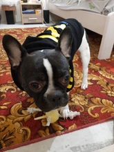 SUPREPET-ropa para perro Bulldog francés, capucha con patrón de rayas, chaqueta para perro Bulldog francés