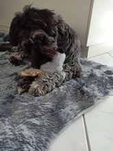 Peluche de felpa con queso sonriente para perros, juguete de perro chillón para cachorros de tamaño mediano y grande, Toro francés, Russell