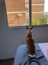 Collar de perro personalizado, etiqueta de identificación de nombre grabada gratis, placa con nombre para perros pequeños, medianos y grandes, accesorios para perros, producto para mascotas, Pitbull, Pug