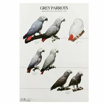 POSTERS and LAMINAS gray PARROT
POSTERS and LAMINAS gray PARROT