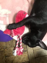 Pet-Squeaky-Toys Pets-Accessories Dog-Supplies Octopus Dog-Chew-Toy Puppy Flamingo Small Dogs