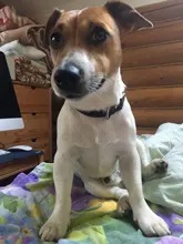 Pet-Id-Tags Collar Free-Engraved Customized Genuine-Leather Puppy-Nameplate Dog Adjustable