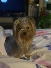 Dog-Accessories Hair-Clip Pet-Hairpins Puppy Crown Headwear Bow Cat Multicolor Hot-Sale