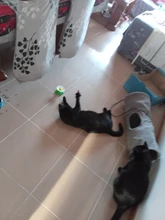 Juguete eléctrico rotatorio automático para gatos, juguetes de entrenamiento interactivos de plástico con forma de mariposa, pájaro y Animal