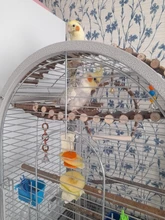 Soporte de acero inoxidable para soporte de loro mascota comida de pájaros, palo de lanza para frutas, pincho para carne, alimentador de aves