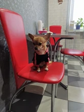 Puppy-Outfit Dogs-Clothing Chihuahua Dog Hoodie Pets Spring Small Fashion Medium