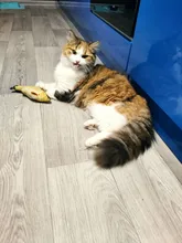 8 Styles Fun Catnip Toys For Cats Simulation Fish Plush Cat Pet Toys Cats Products For