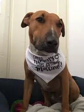 Bandana de boda para perro con mensaje de My Humans are casting, She Said Yes, bufanda babero triangular para mascota, pañuelo, anuncio de compromiso