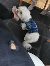 Chaqueta vaquera para perro, chaqueta vaquera azul con cara bonita, chaleco, ropa para cachorros, ropa de 6 tamaños