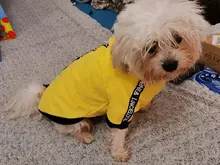 Puppy-Outfit Dogs-Clothing Chihuahua Dog Hoodie Pets Spring Small Fashion Medium